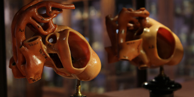 Visite gratuite al Museo Anatomico per il Maggio dei Monumenti