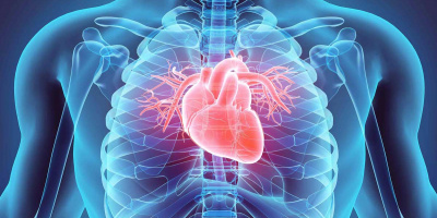 Nel cuore una proteina da inibire per curare la scompenso cardiaco, studio della Vanvitelli